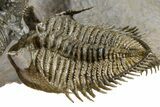 Triple Erbenochile Trilobite Association - Foum Zguid, Morocco #381177-8